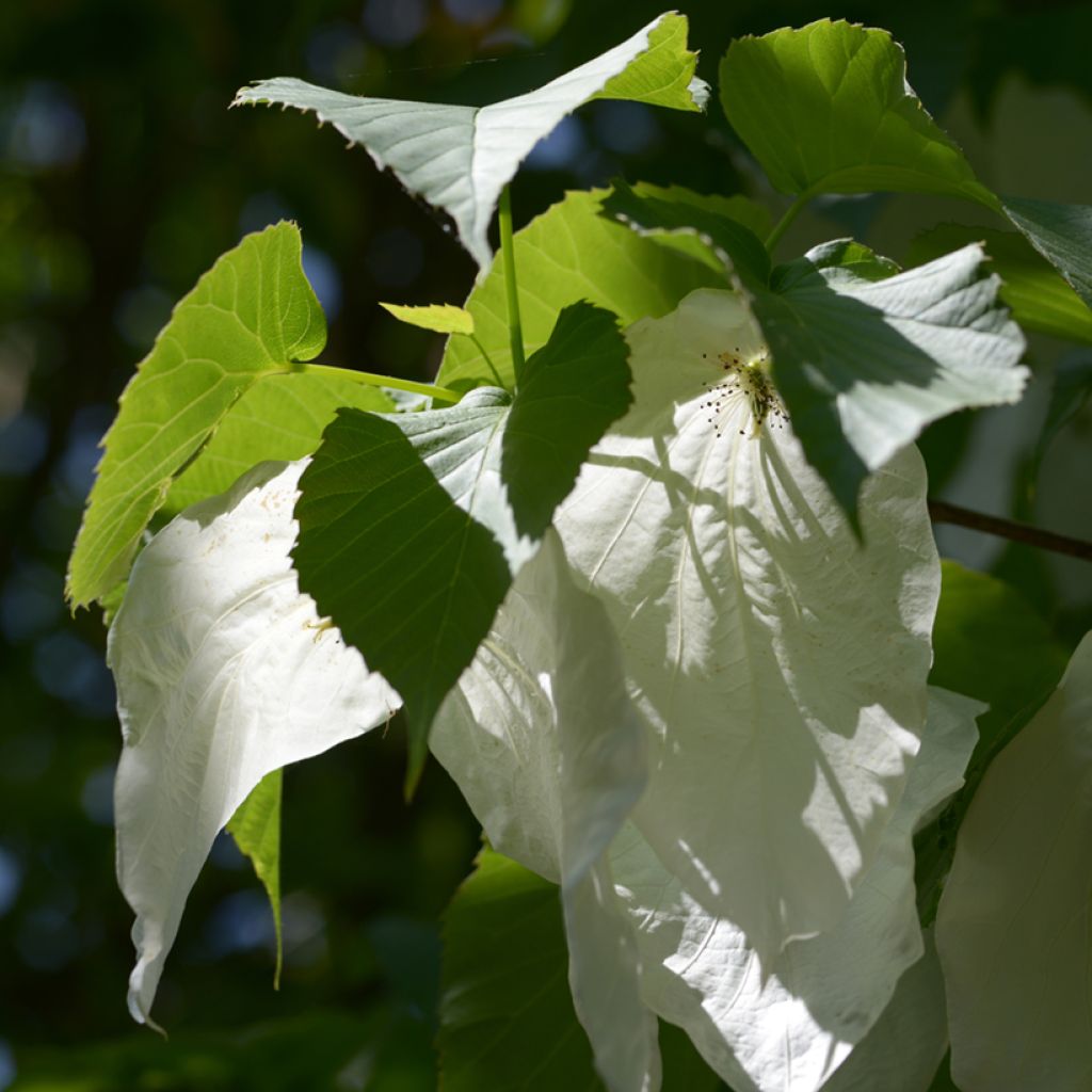Davidia involucrata - Árbol de los pañuelos