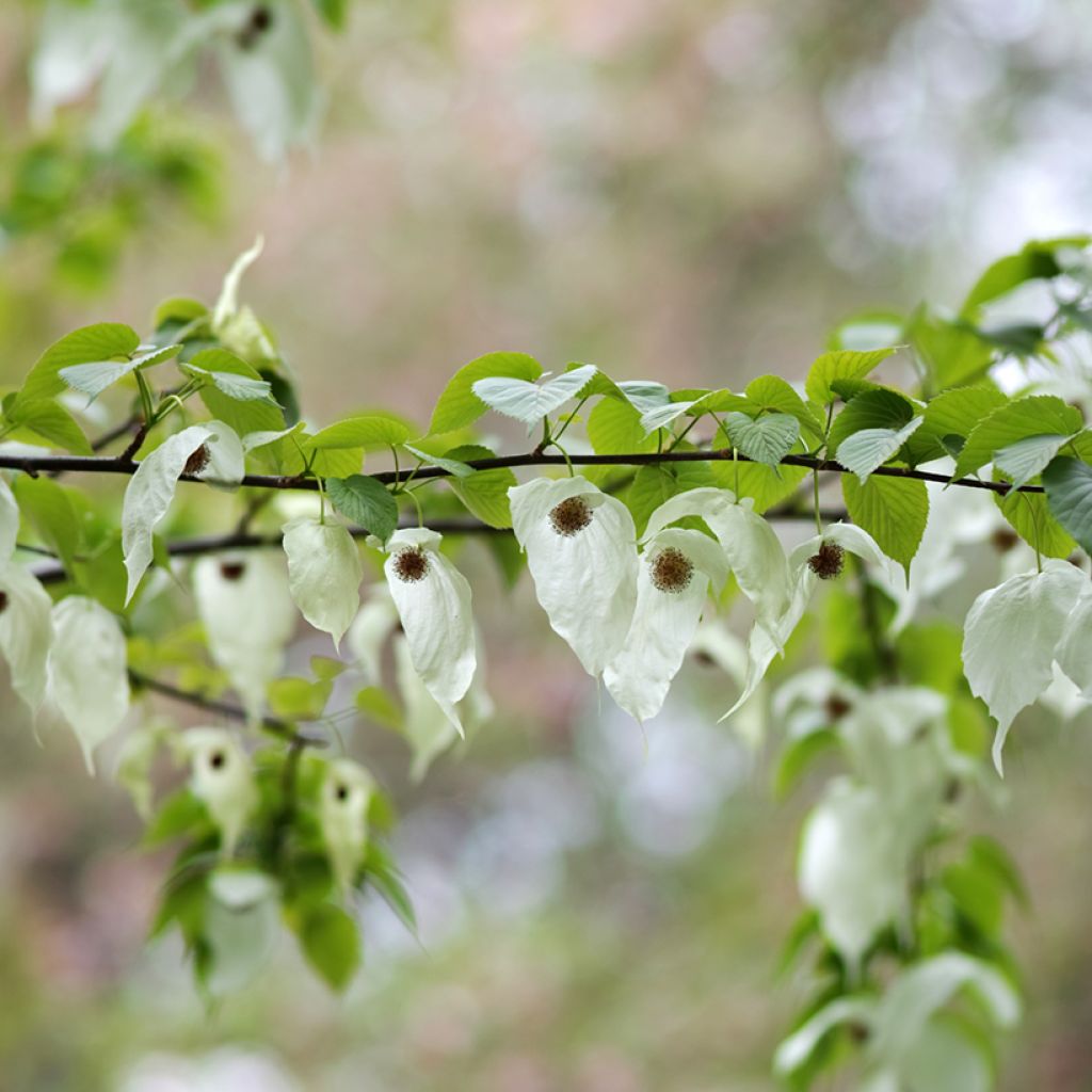 Davidia involucrata - Árbol de los pañuelos