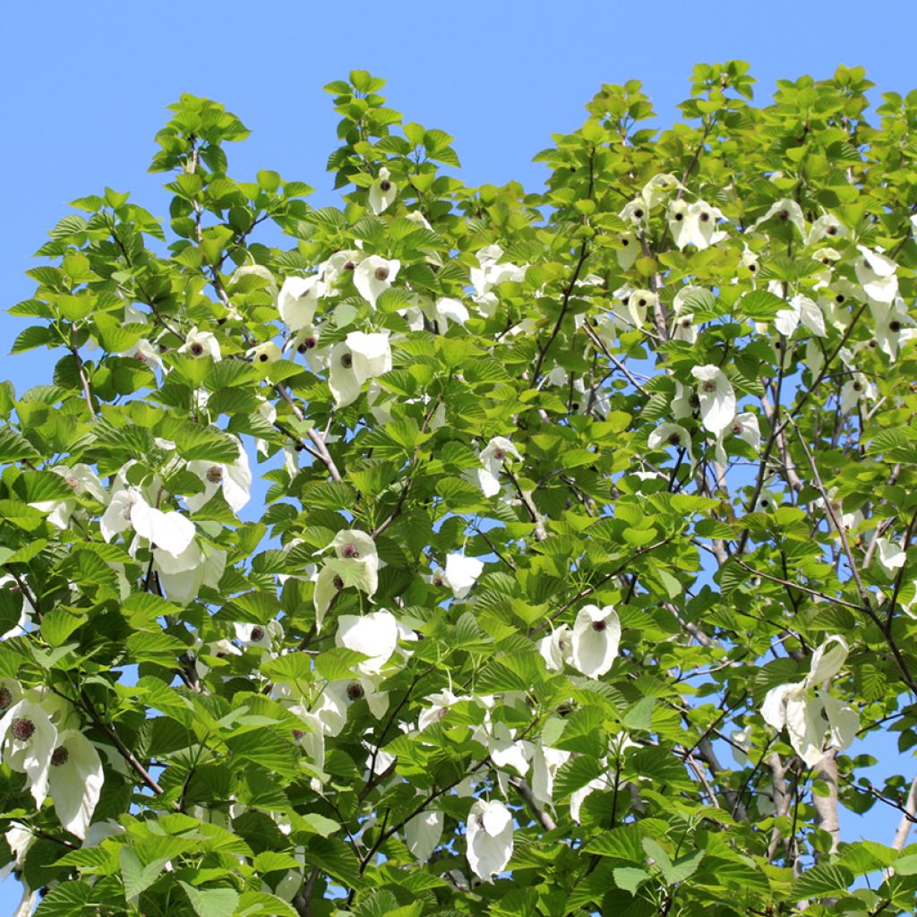 Davidia involucrata - Árbol de los pañuelos