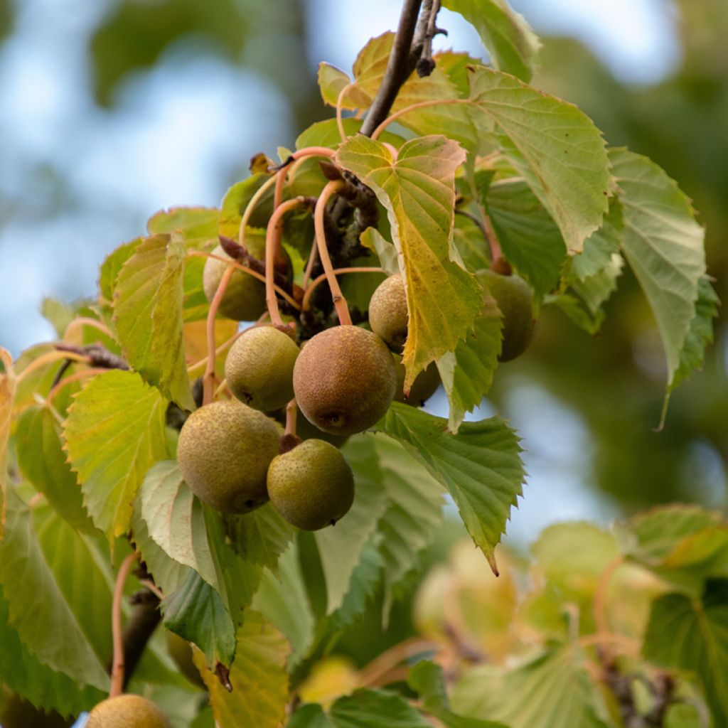 Davidia involucrata - Árbol de los pañuelos