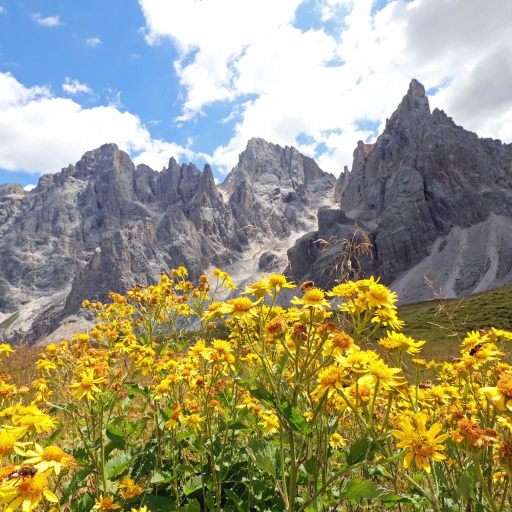 Arnica de montaña (semillas) - Arnica montana