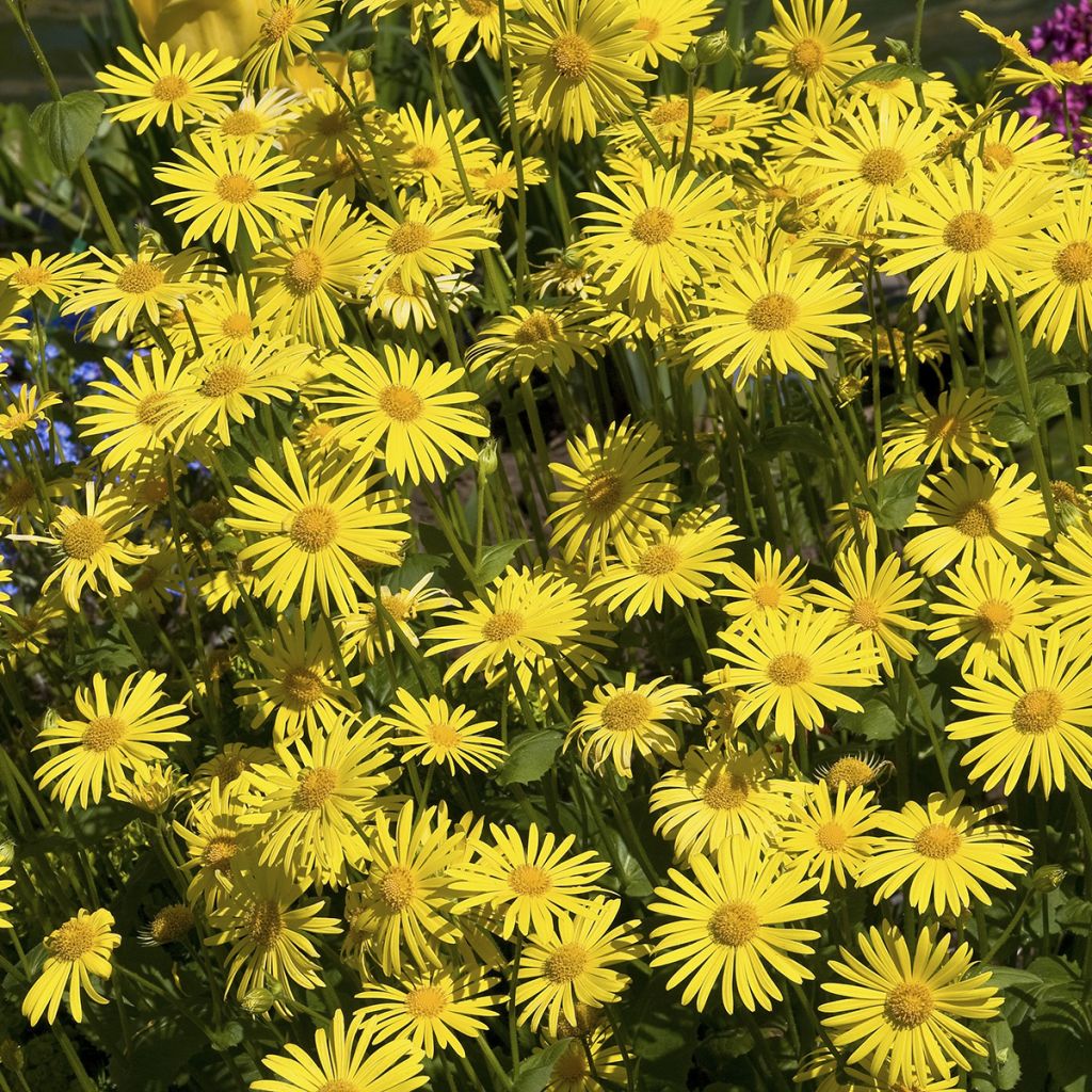 Arnica de montaña (semillas) - Arnica montana