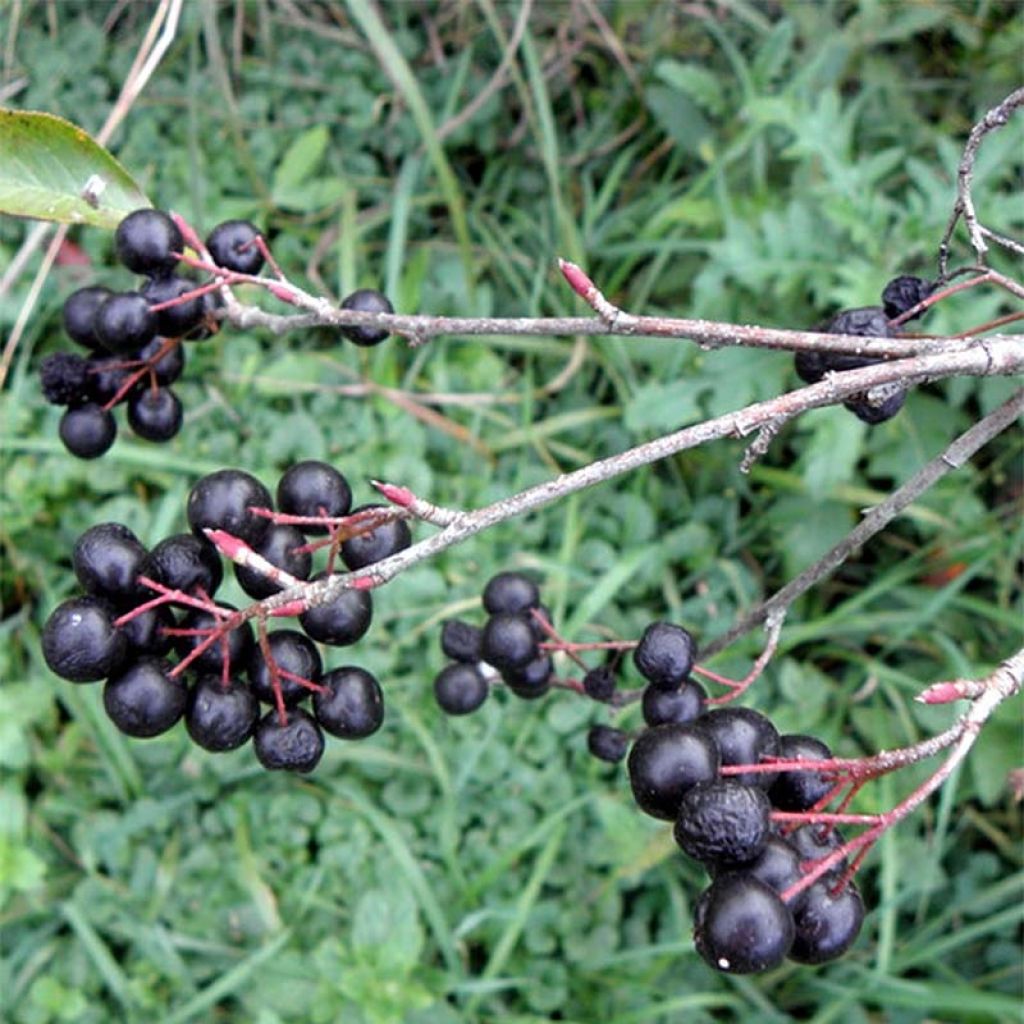 Aronia melanocarpa Professor Ed