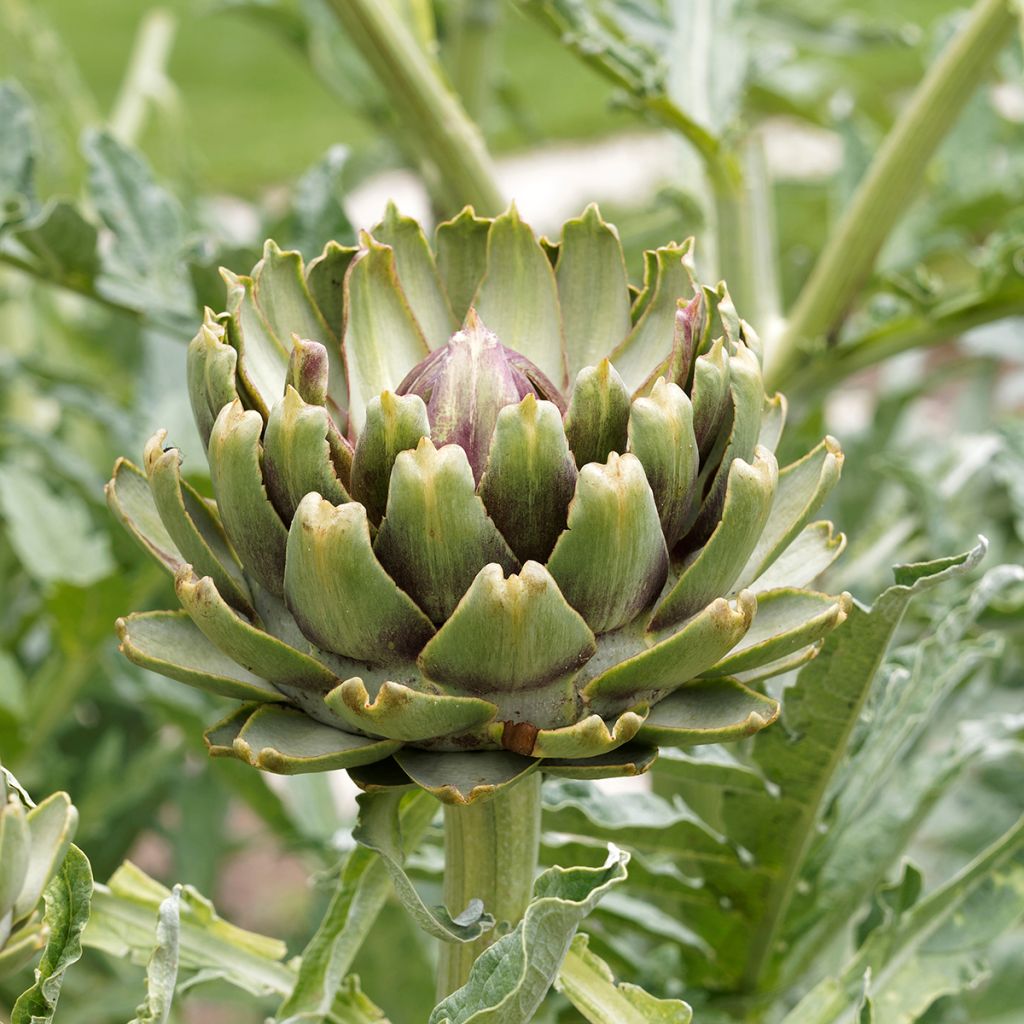 Alcachofa Artichaut Gros vert de Laon