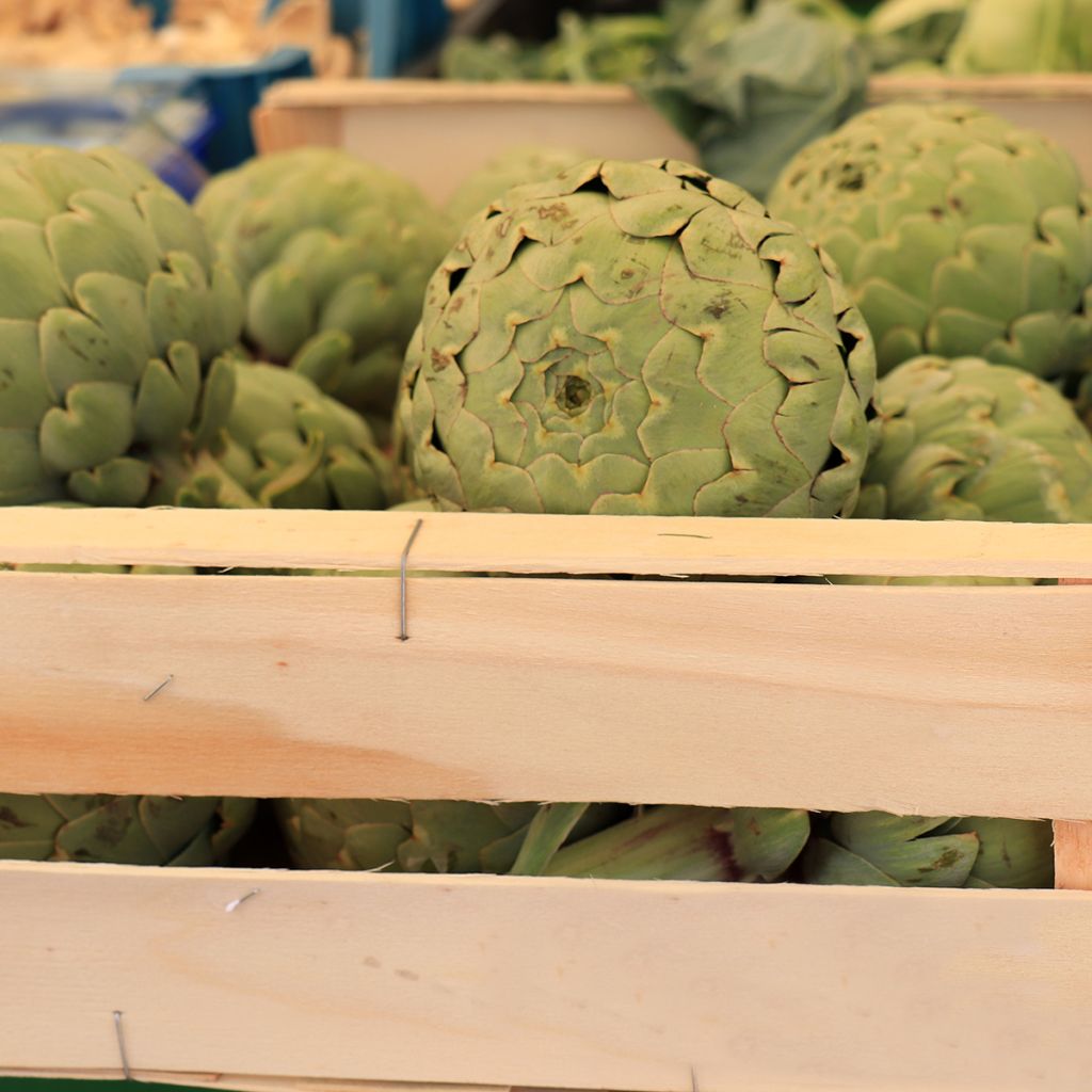 Alcachofa Vert de Provence
