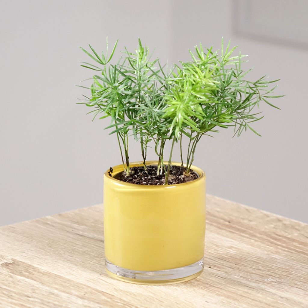 Asparagus sprengeri - Esparraguera de jardín