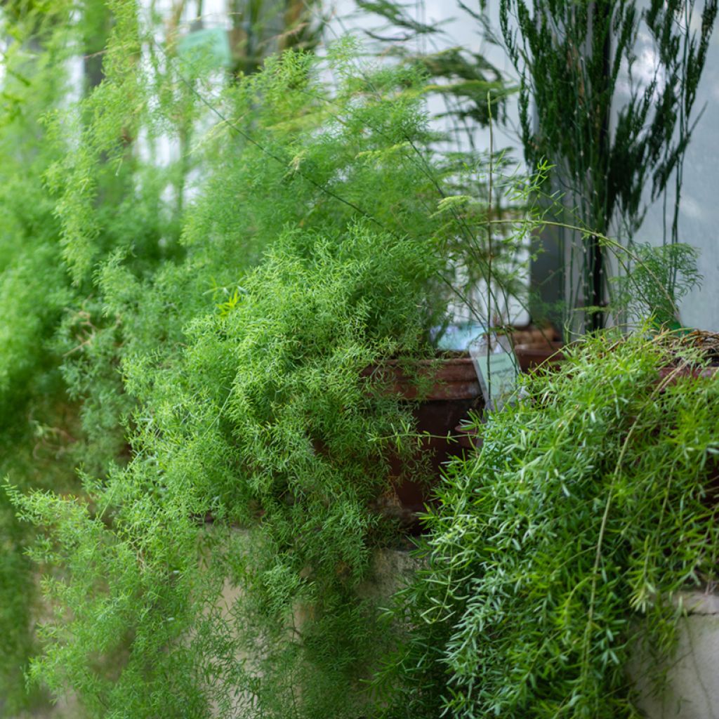 Asparagus sprengeri - Esparraguera de jardín