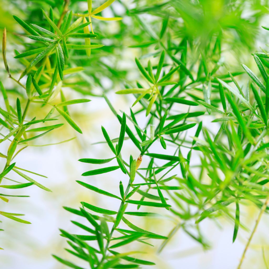 Asparagus sprengeri - Esparraguera de jardín