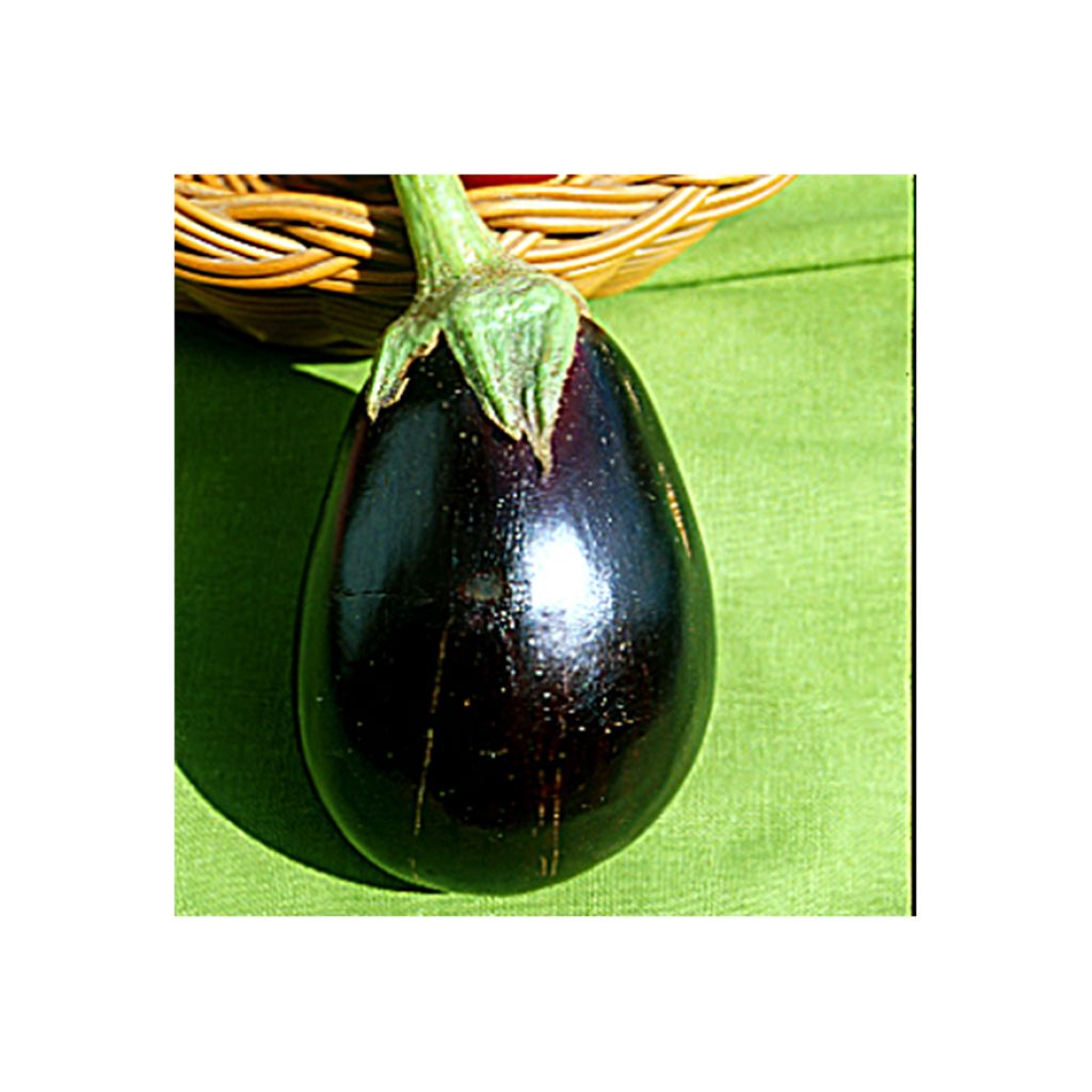 Berenjena Bonica (Plantas injertadas)