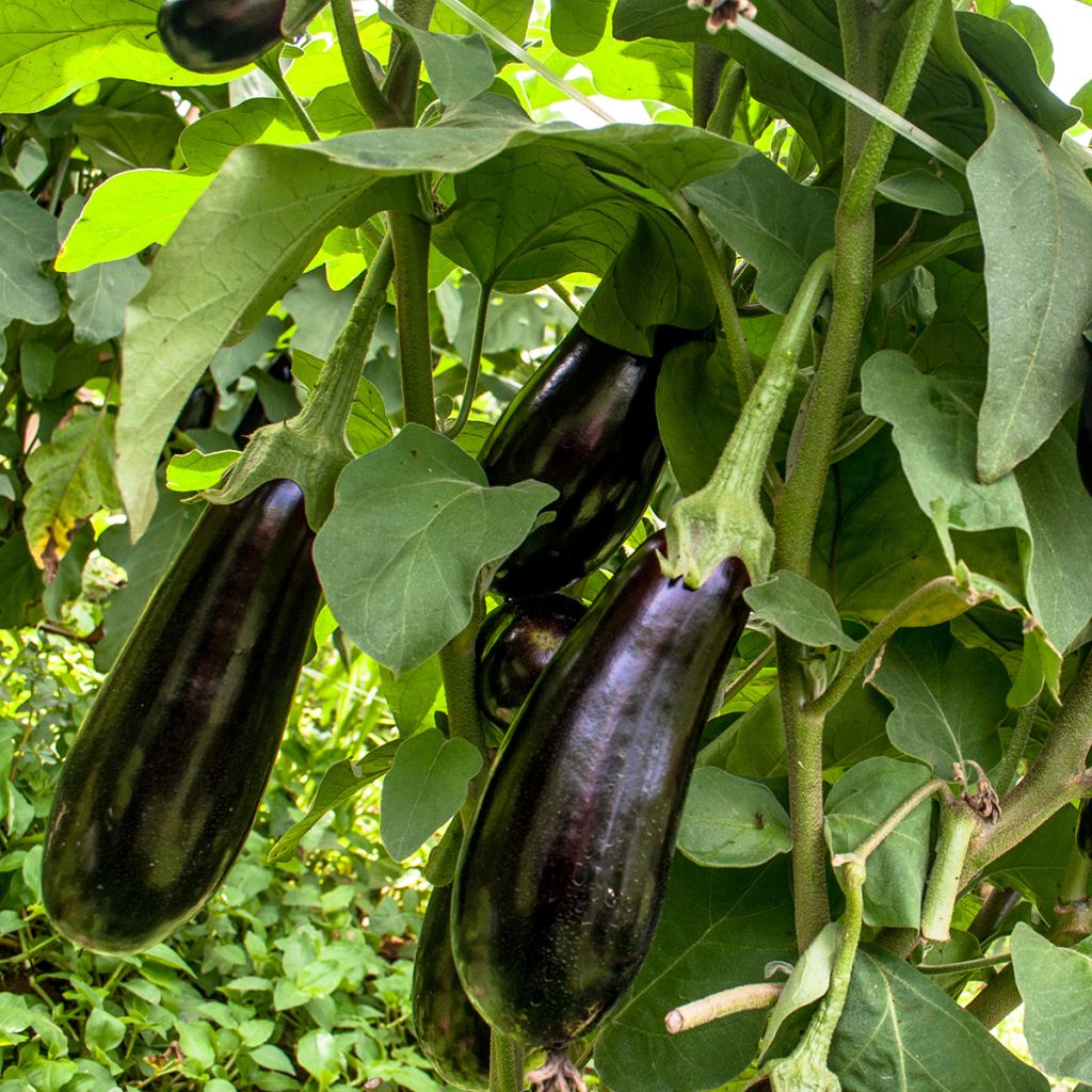 Berenjena Violette longue de Barbentane