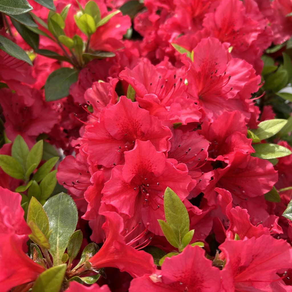 Azalea japonica Vuyk's Scarlet