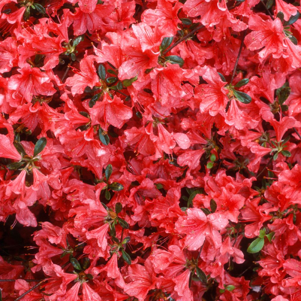 Azalea japonica Vuyk's Scarlet
