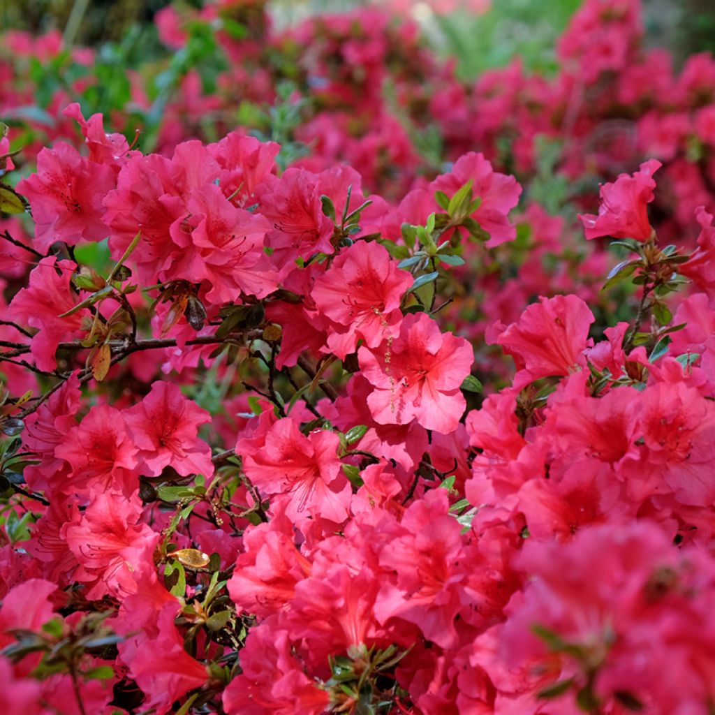 Azalea japonica Vuyk's Scarlet