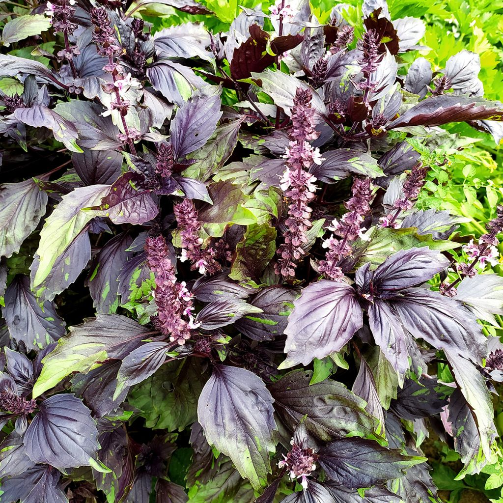 Albahaca Cinamonette