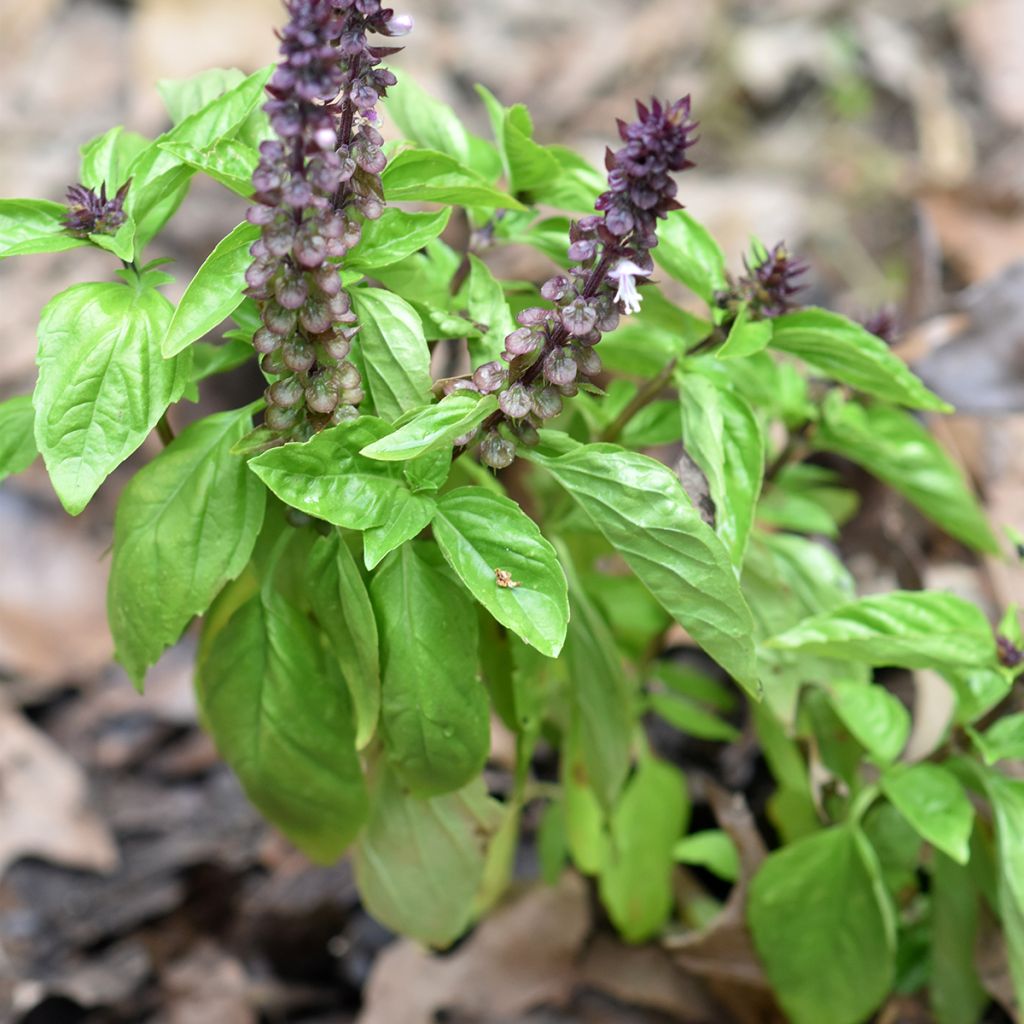 Albahaca Cinamonette
