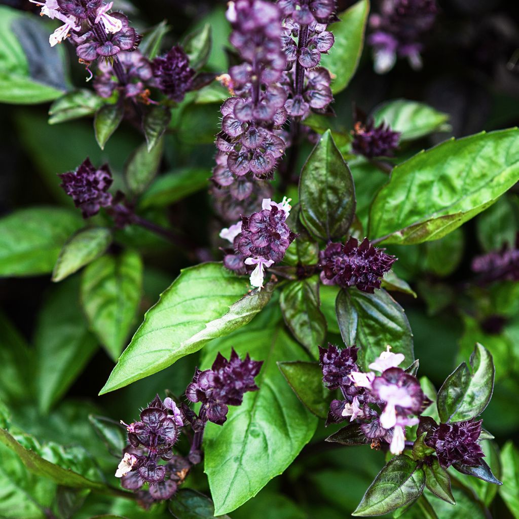 Albahaca Cinamonette