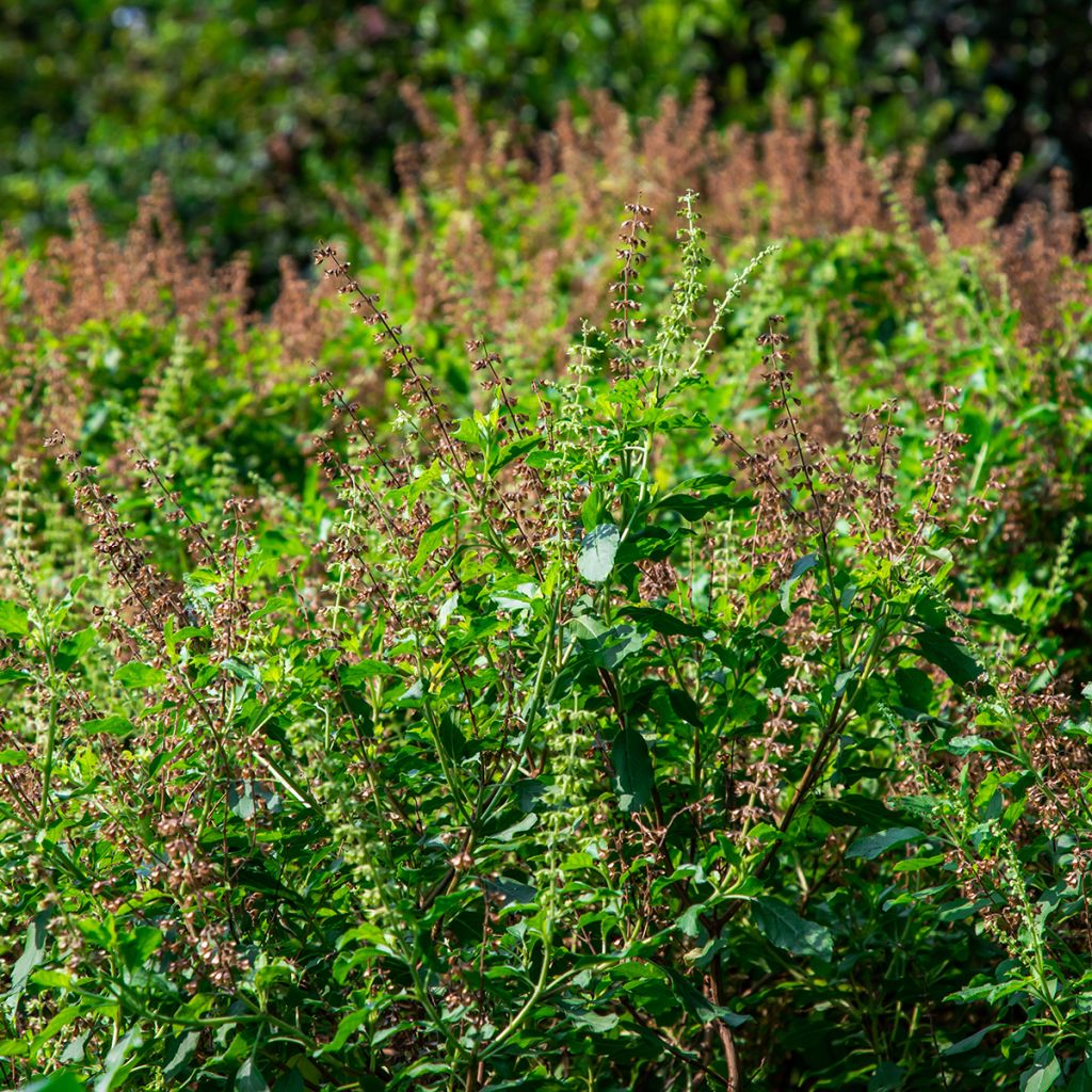 Albahaca Cinamonette