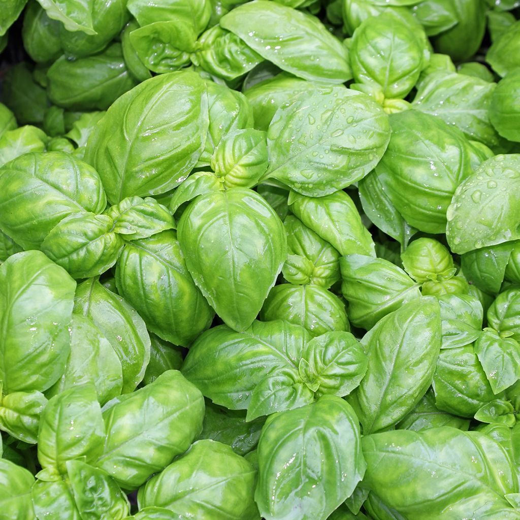 Albahaca Genovese Bio