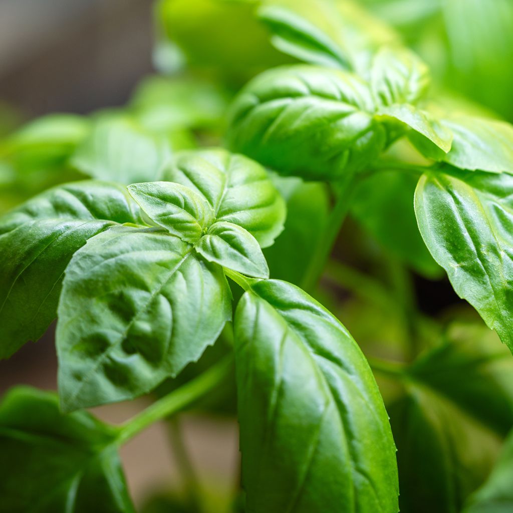 Albahaca Genovese Bio