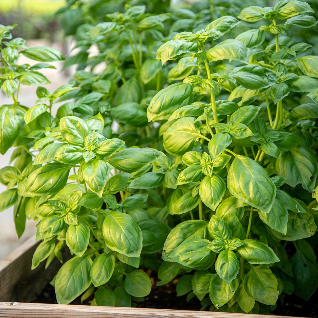 Albahaca Genovese Bio