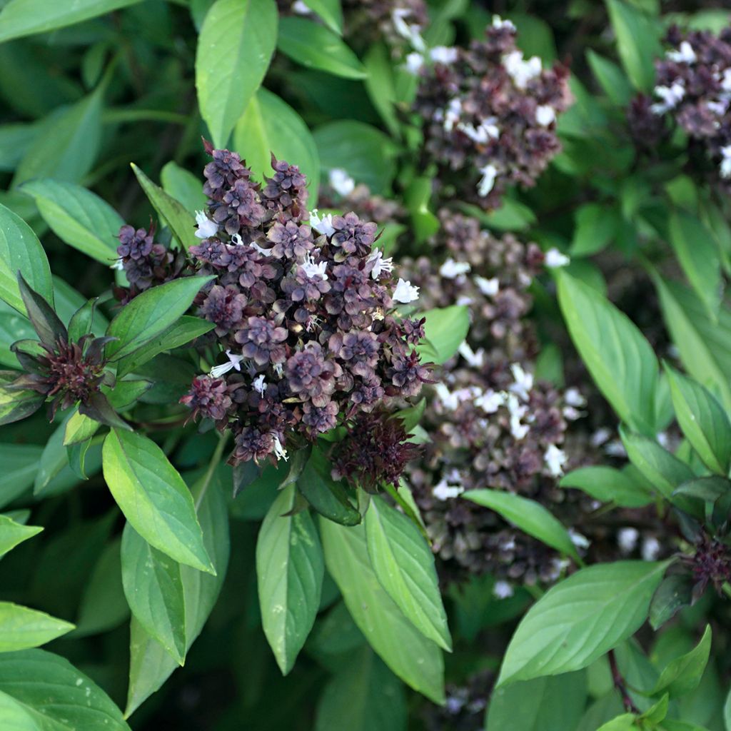 Albahaca Siam Queen