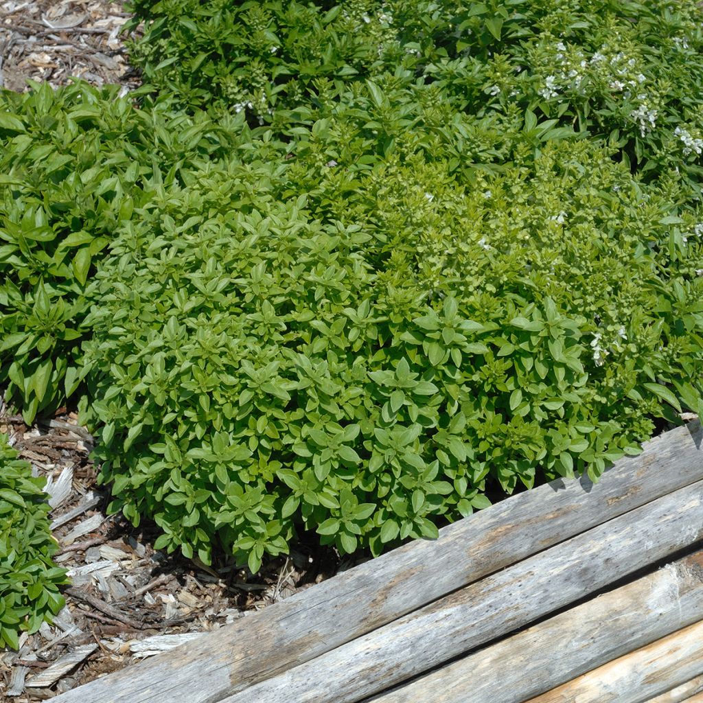 Albahaca Fin Vert