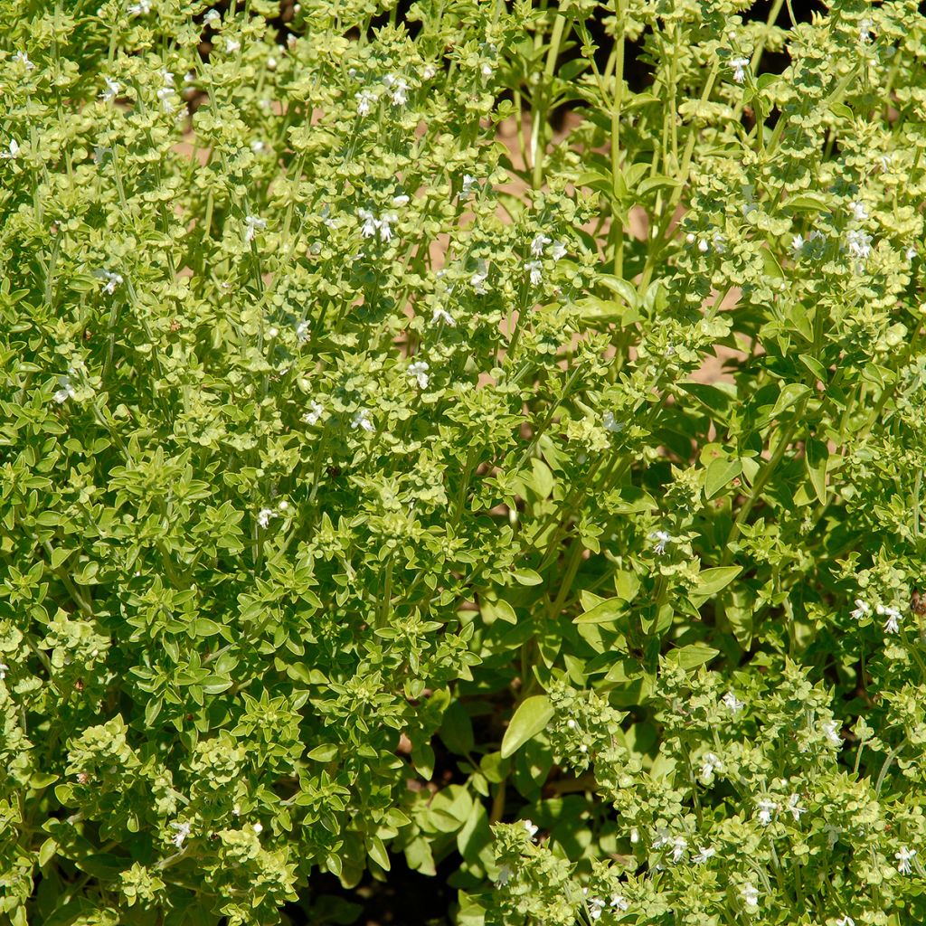 Albahaca Fin Vert