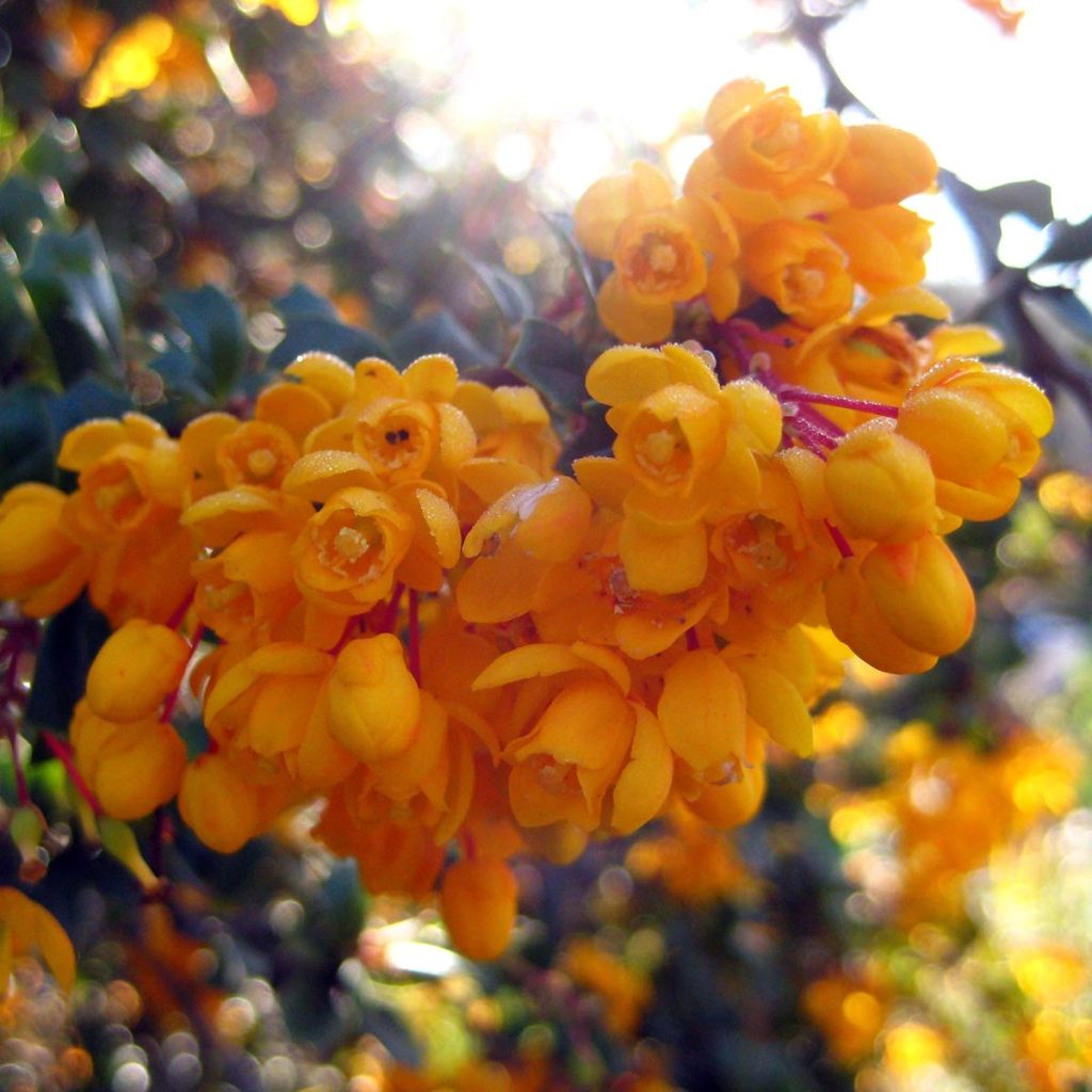 Berberis darwinii Compacta - Agracejo