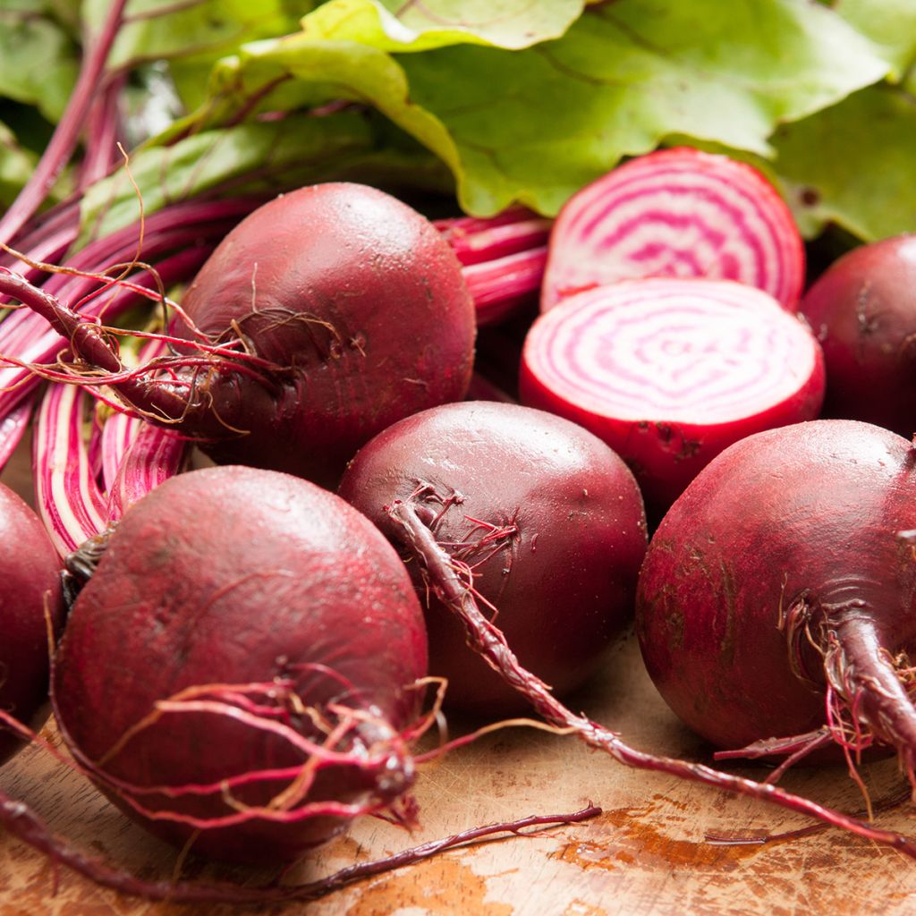 Remolacha de mesa Chioggia