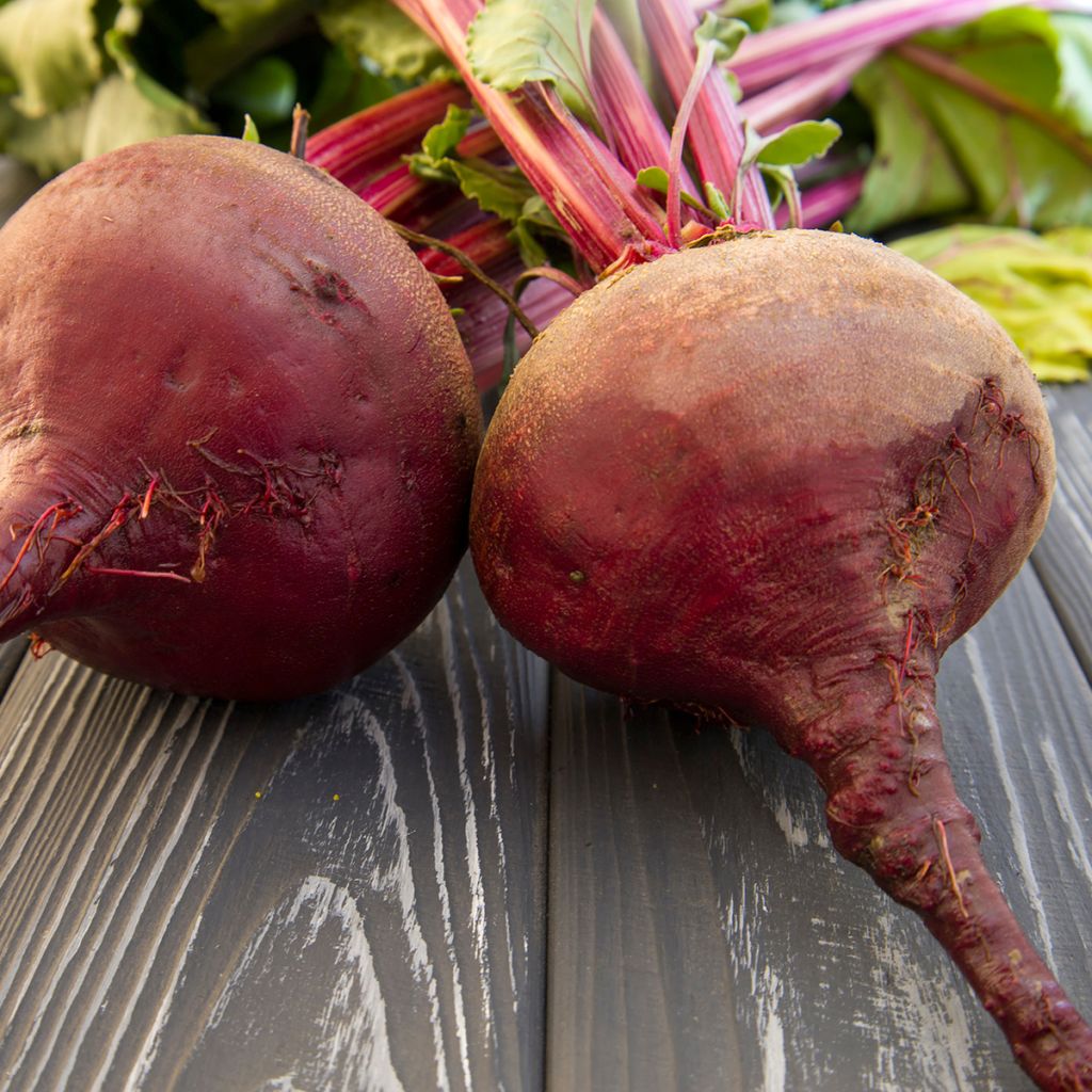 Remolacha de mesa Chioggia