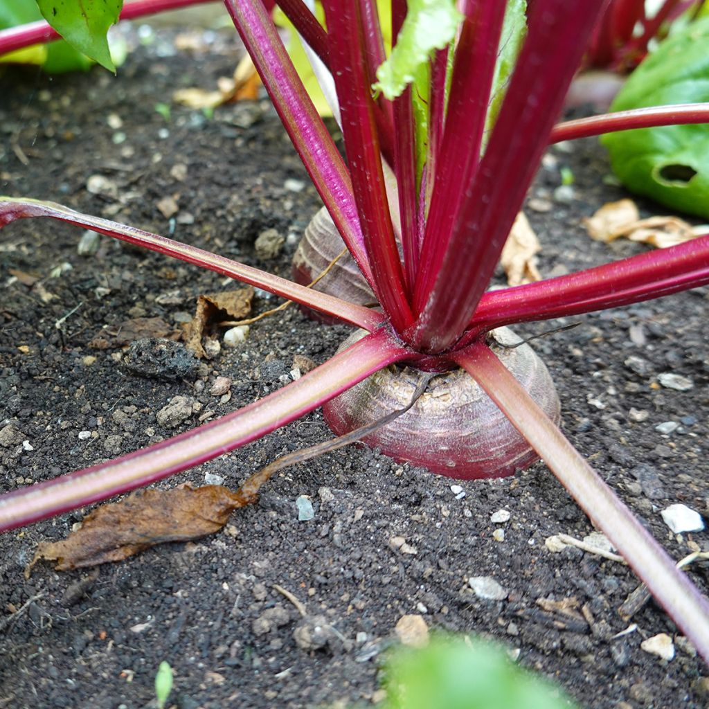 Remolacha de mesa Chioggia