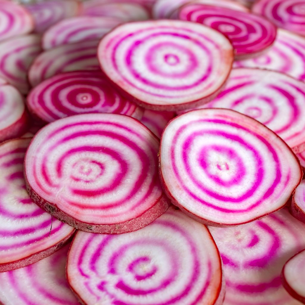 Remolacha de mesa Chioggia