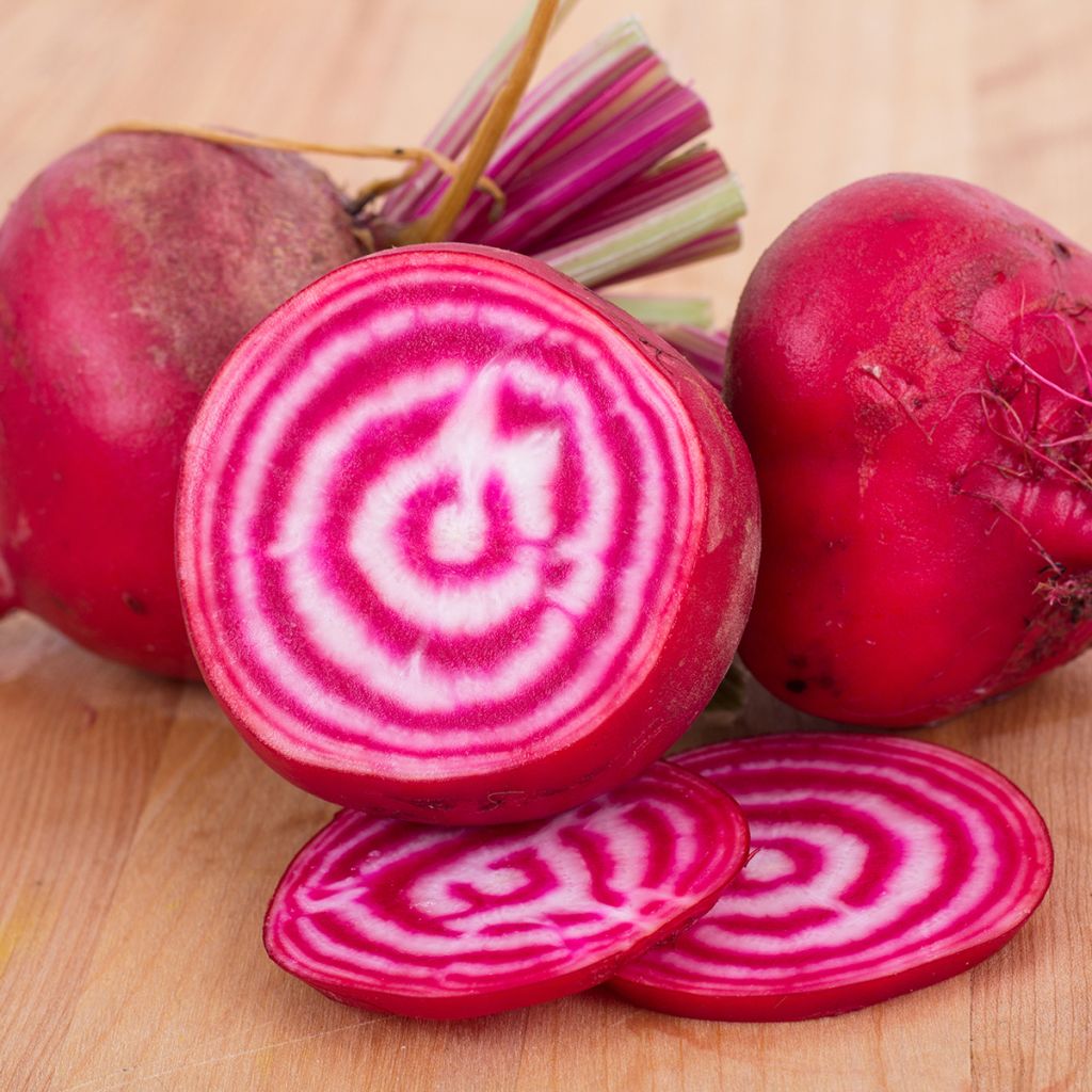 Remolacha de mesa Chioggia