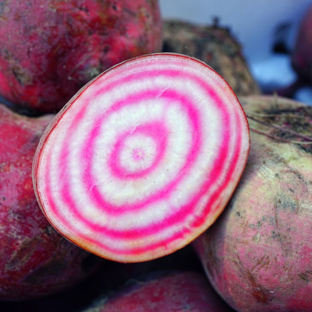 Remolacha de mesa Chioggia