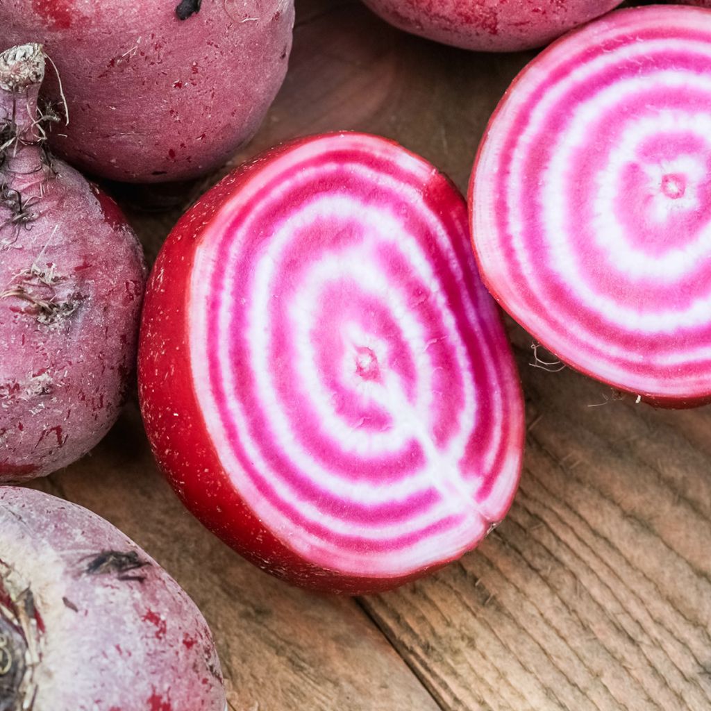 Remolacha de mesa Chioggia