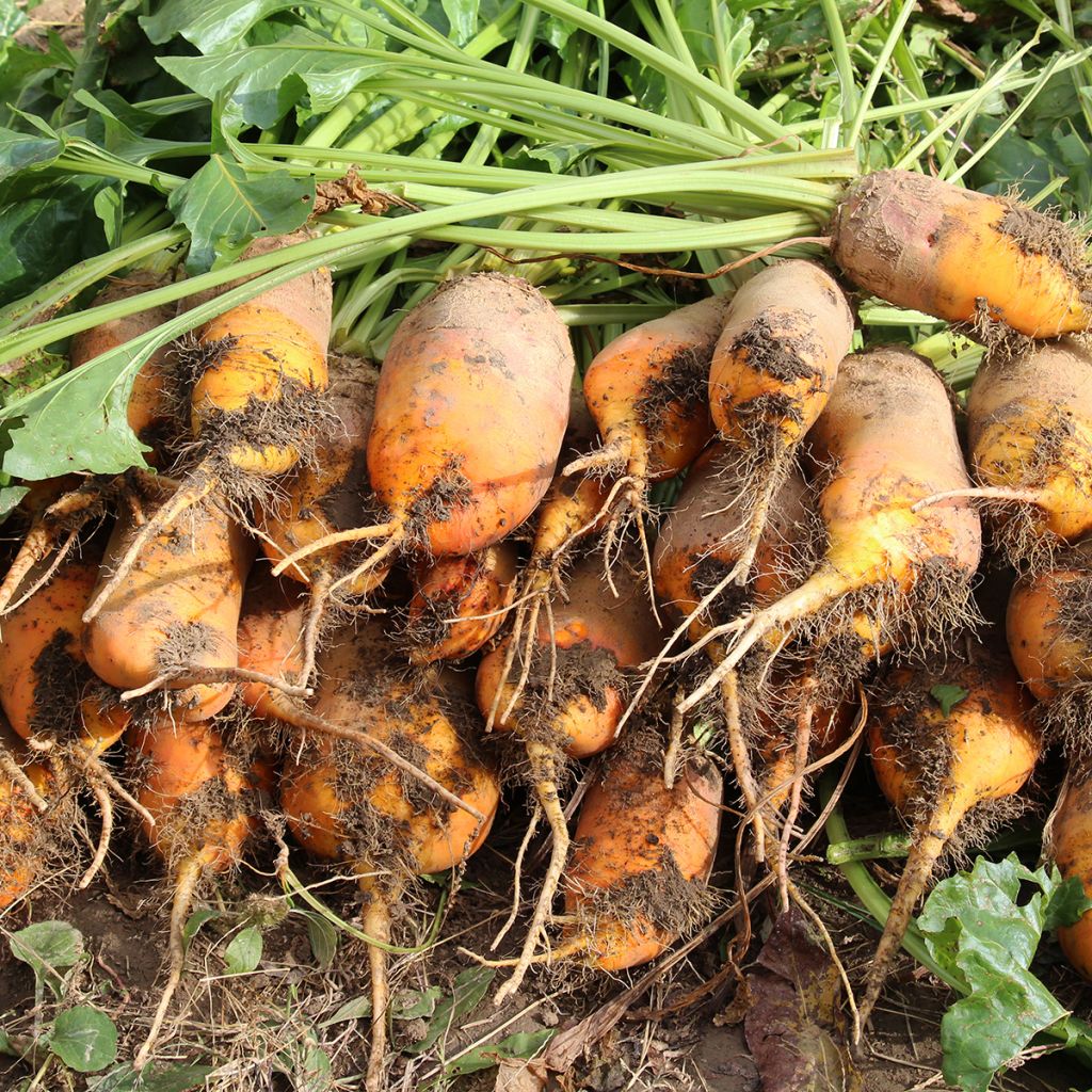 Remolacha forrajera Amarilla Vauriac