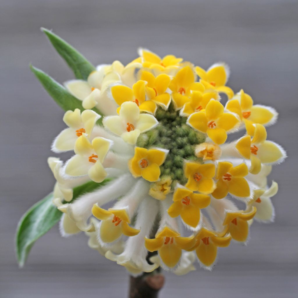 Edgeworthia chrysantha Winter Liebe - Arbusto del papel