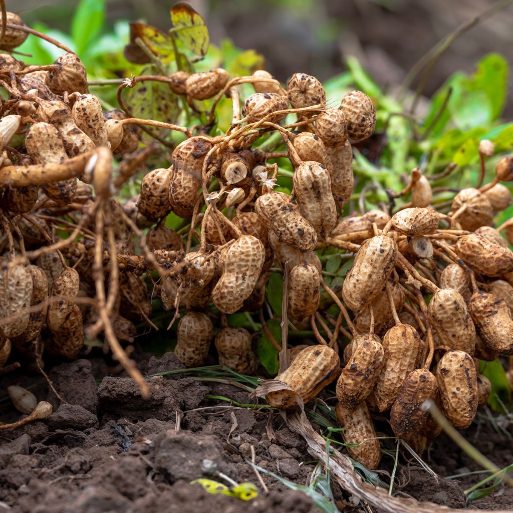 Cacahuetes x20 - Arachis hypogaea
