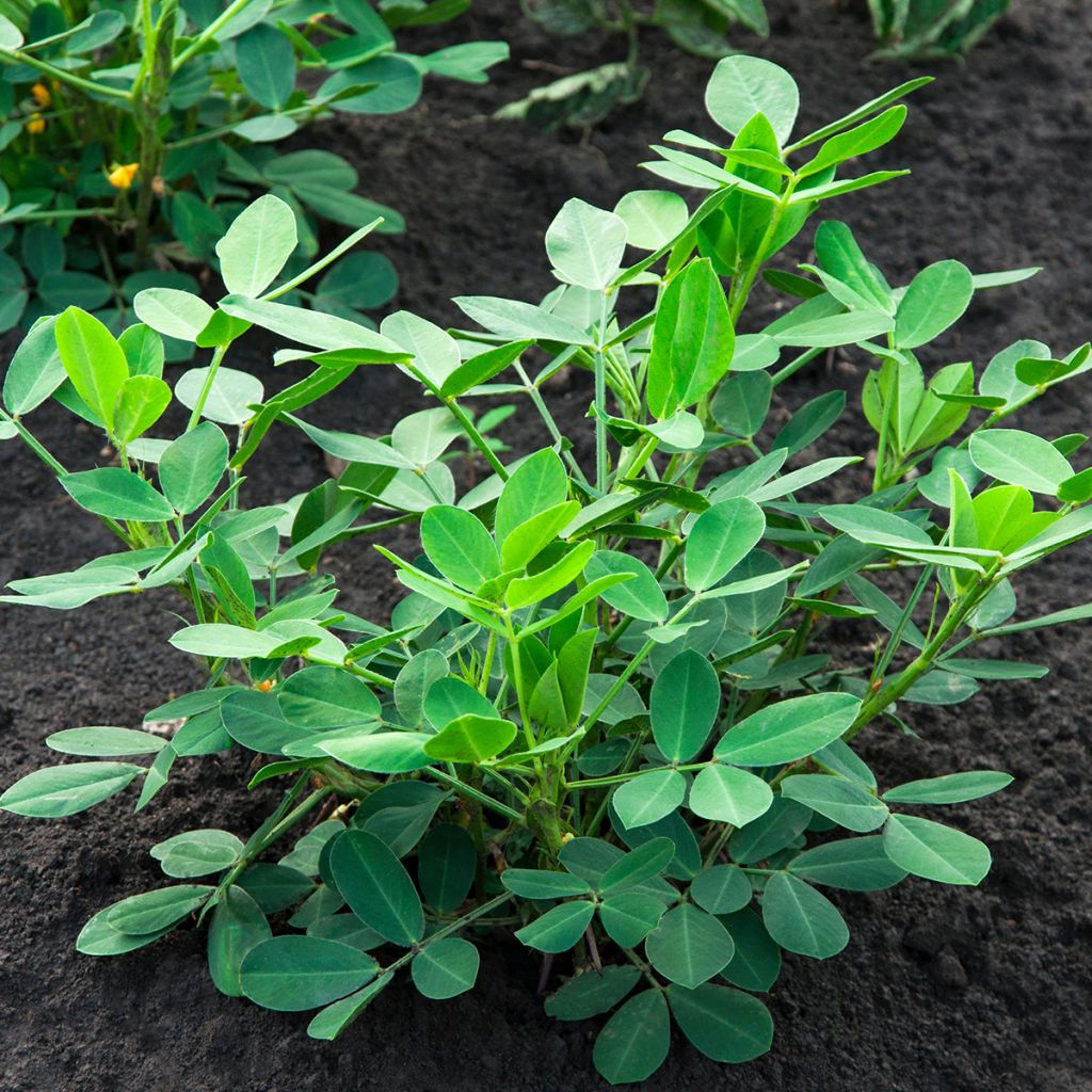 Cacahuetes x20 - Arachis hypogaea
