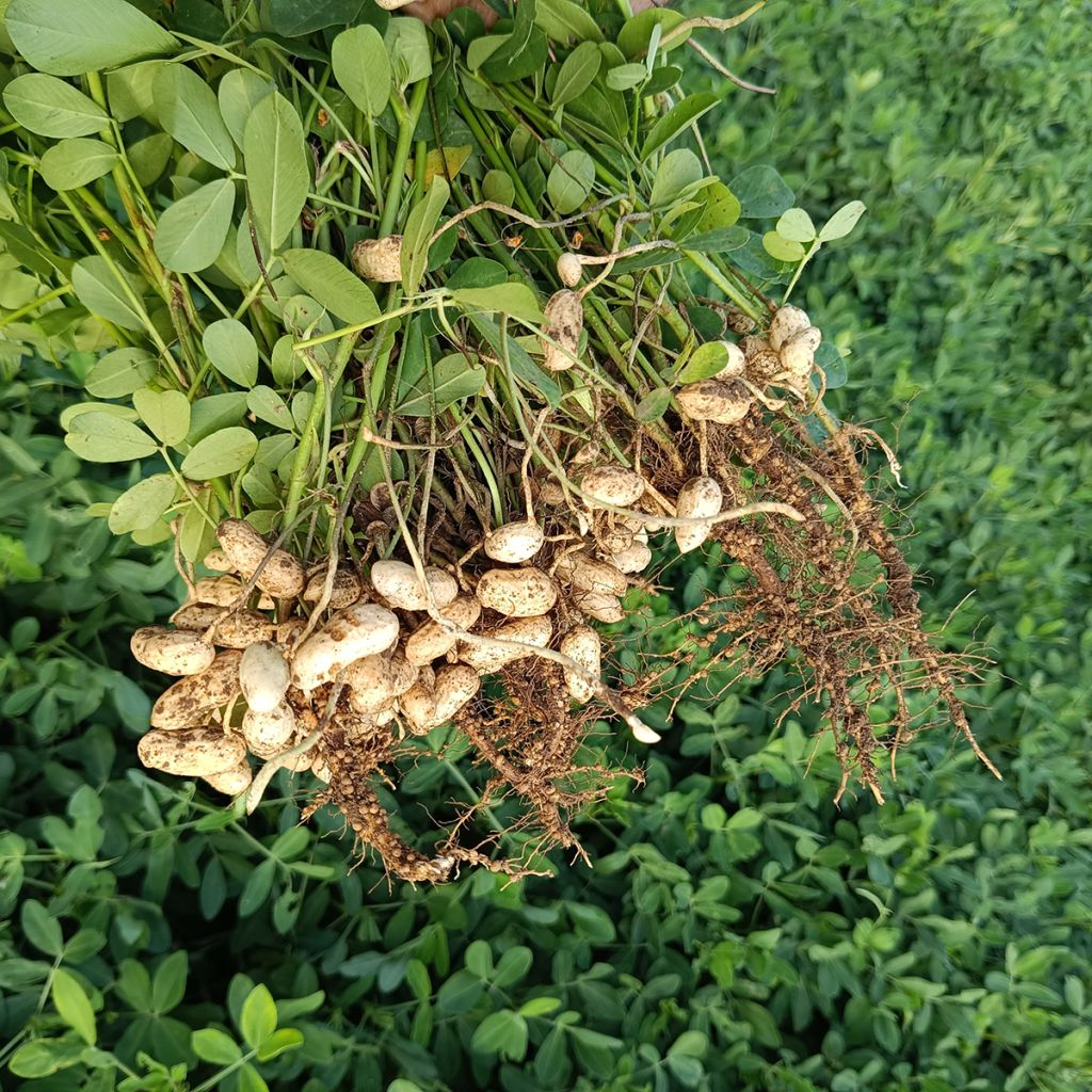 Cacahuetes x20 - Arachis hypogaea