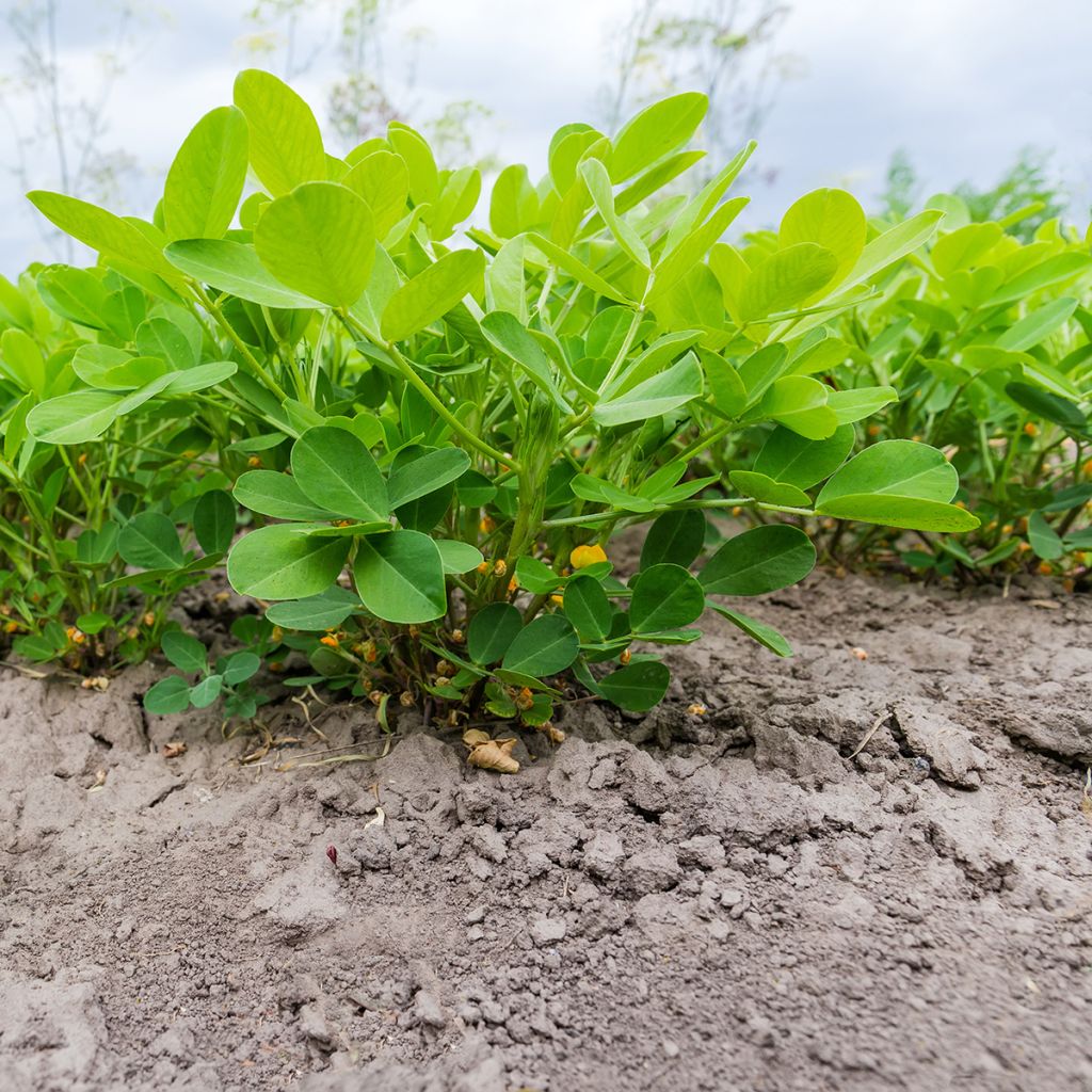 Cacahuetes x20 - Arachis hypogaea