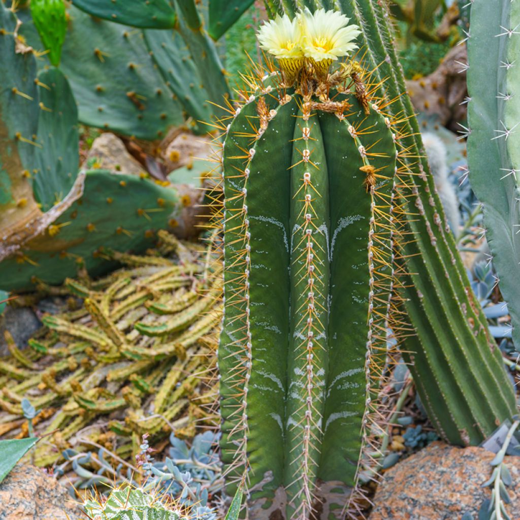 Cactus estrella - Astrophytum ornatum
