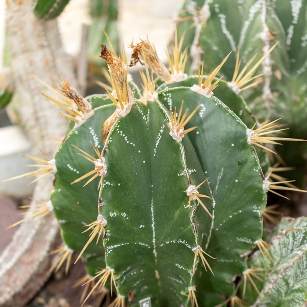 Cactus estrella - Astrophytum ornatum