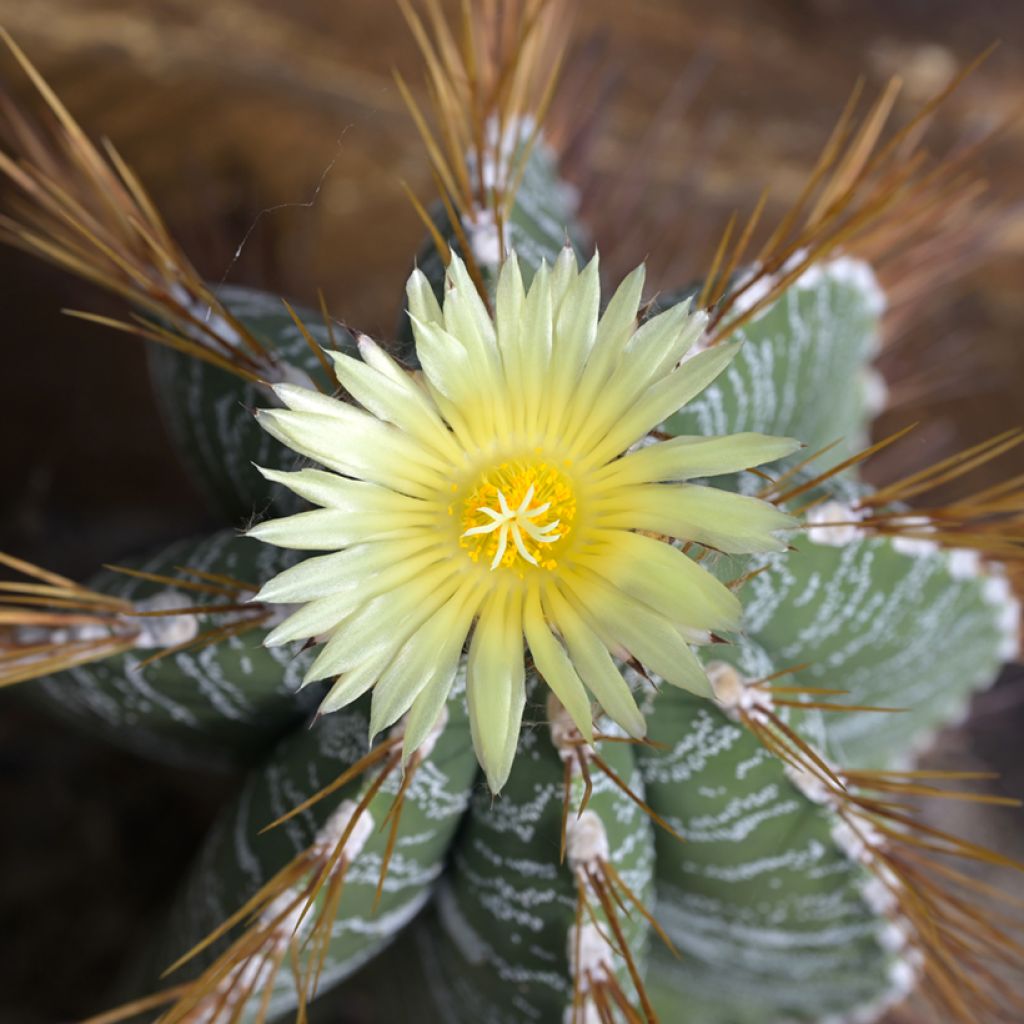 Cactus estrella - Astrophytum ornatum
