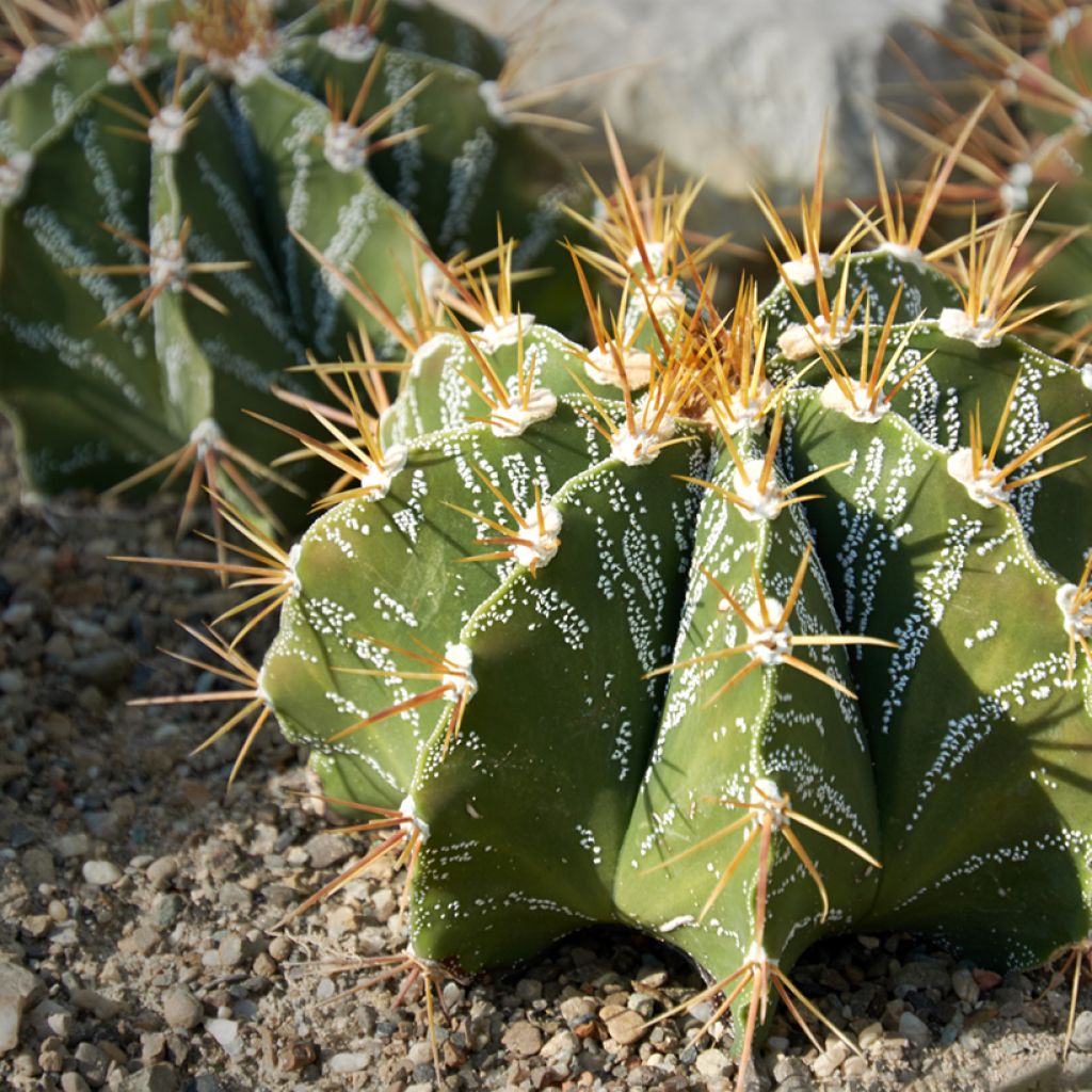 Cactus estrella - Astrophytum ornatum