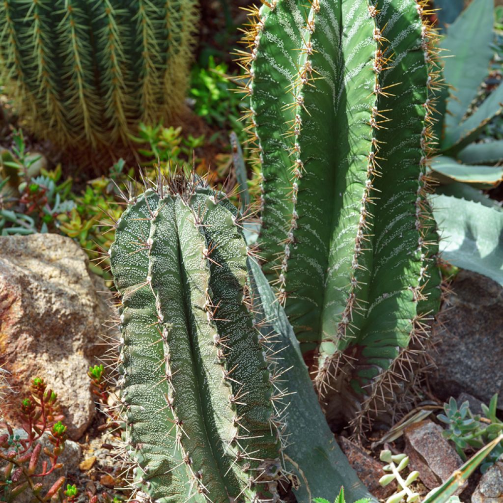 Cactus estrella - Astrophytum ornatum