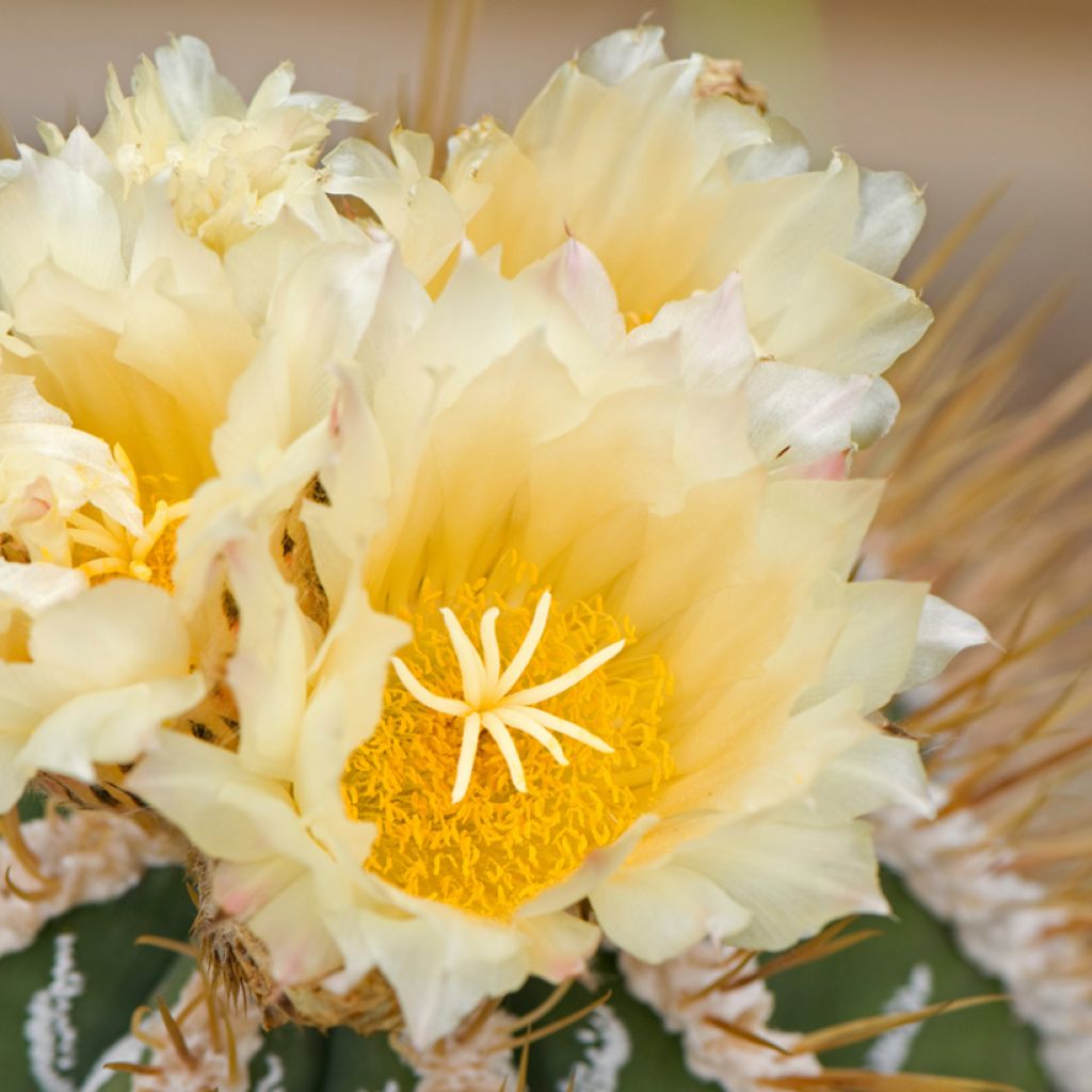 Cactus estrella - Astrophytum ornatum