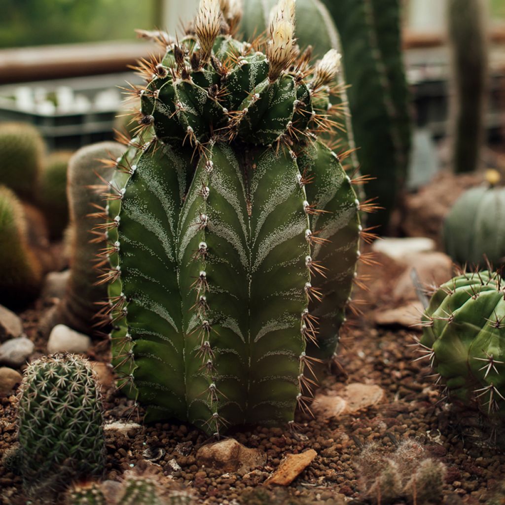 Cactus estrella - Astrophytum ornatum