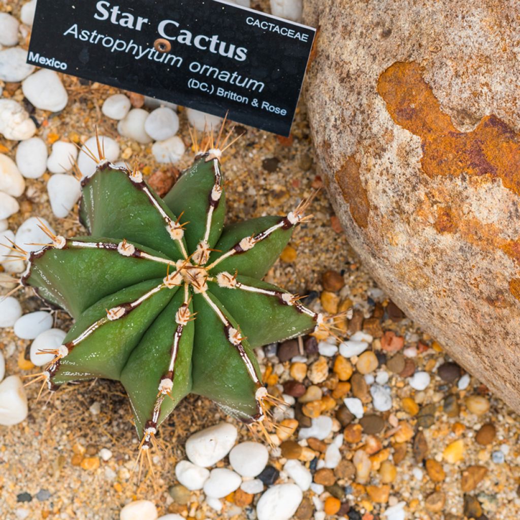 Cactus estrella - Astrophytum ornatum