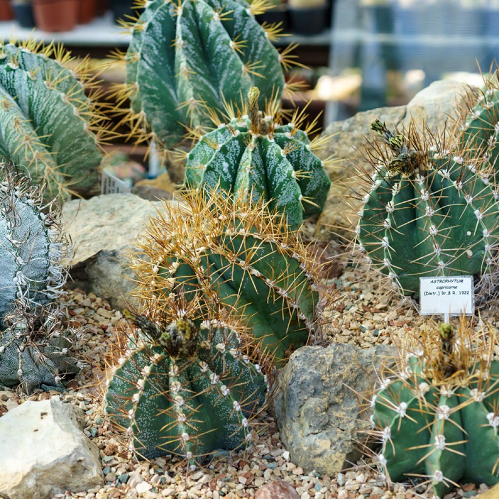 Cactus estrella - Astrophytum ornatum